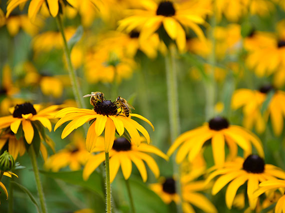 Las abejas (y la naturaleza)  te agradecerán estas flores 